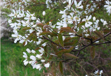 Amelanchier Lamarckii (Felsenbirne)
