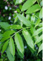 Fraxinus Excelsior, Esche