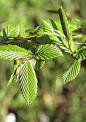 Carpinus Betucus, Hainbuche,