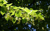 Tilia Pallida, Kaiserlinde