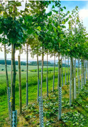 Unsere eigenen Baumschule