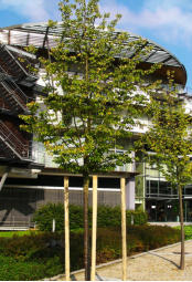 Auenanlage Verwaltungsgebude...